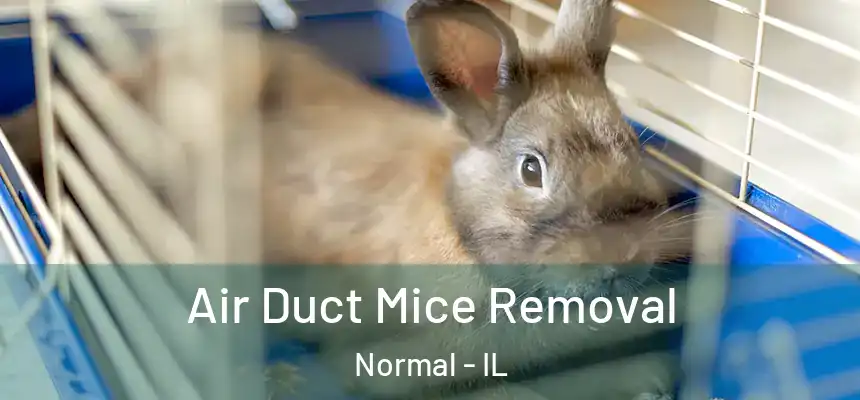 Air Duct Mice Removal Normal - IL