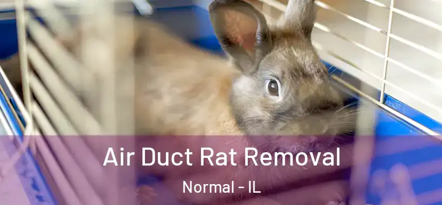  Air Duct Rat Removal Normal - IL